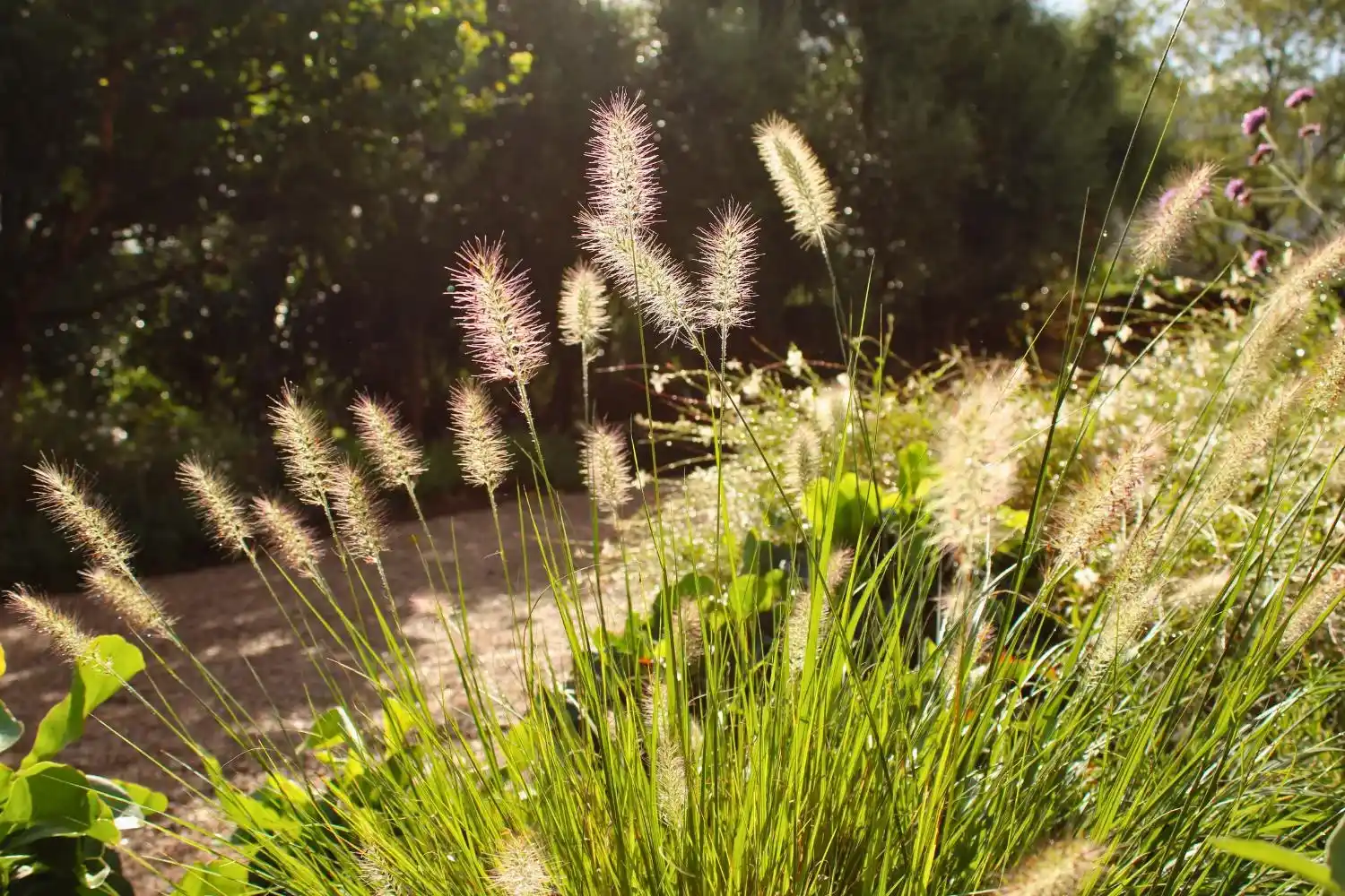 GARDEN LANDSCAPE DESIGN CRESTATX MALLORCA SESTEPA DESIGN