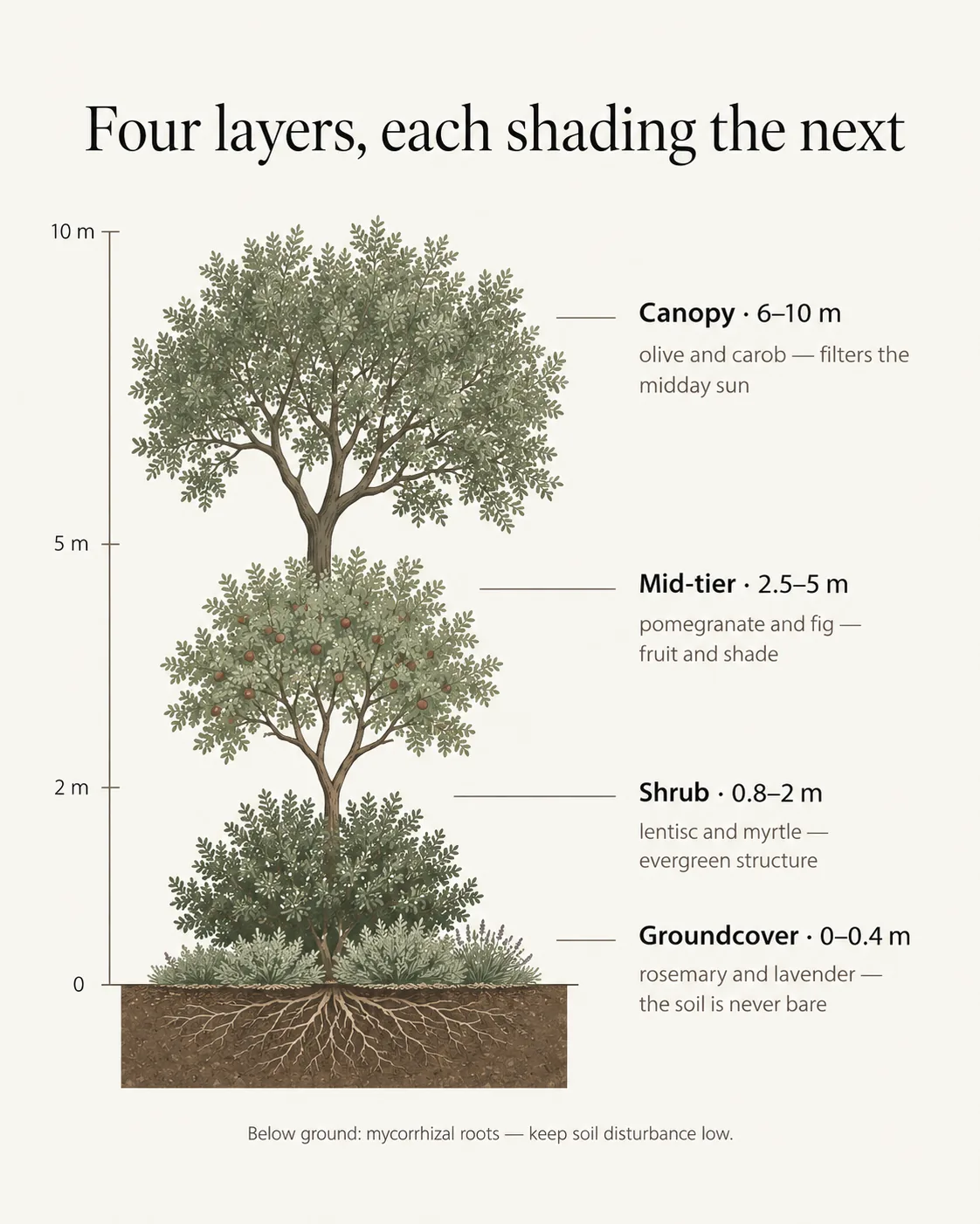 Fig. 2: Four planting layers, compressed for a semi-arid site — canopy, mid-tier, shrub and groundcover, each shading the layer beneath it.