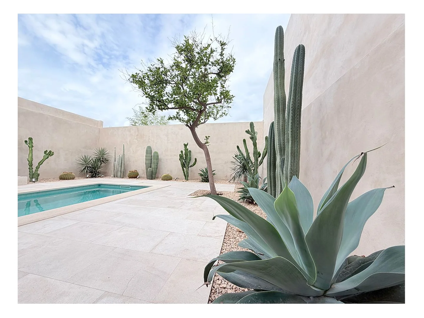 Composición escultórica de agaves y cactus bajo el limonero maduro en Binissalem Mallorca