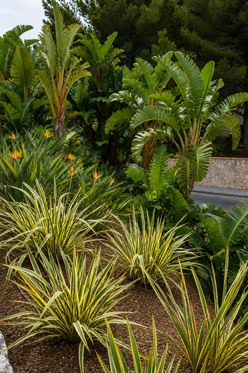 Costa de la Calma — Garden Design Detail, Costa de la Calma, Calviá Mallorca