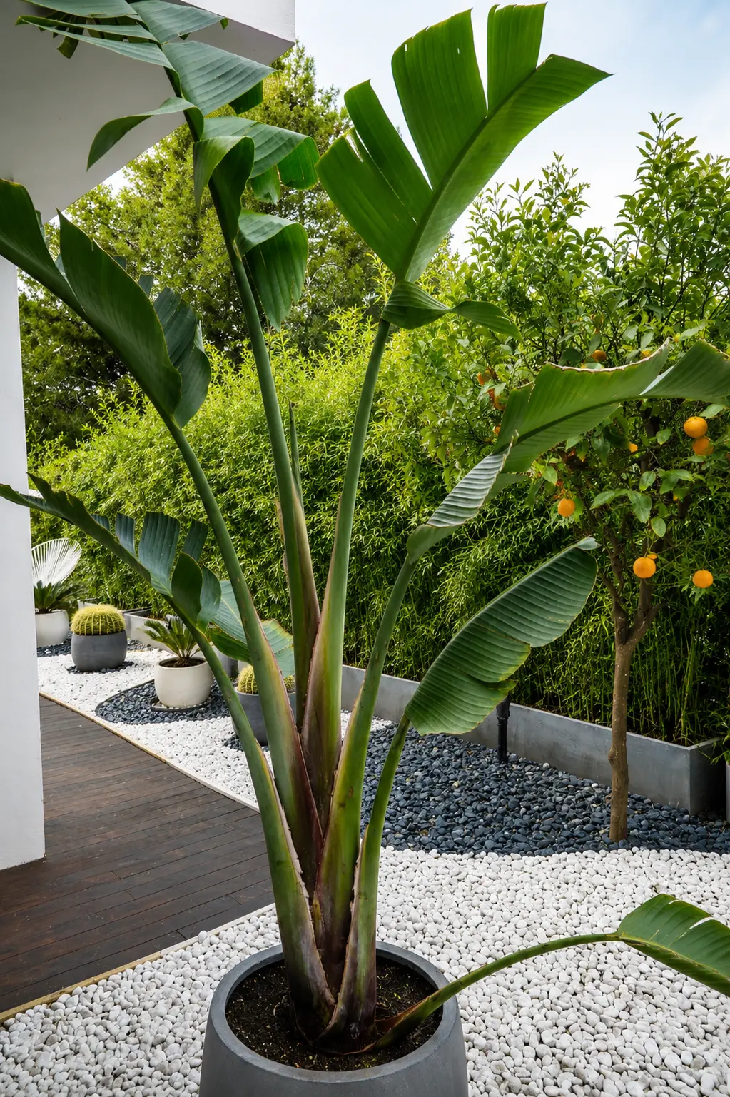 Costa de la Calma — Garden Design Costa de la Calma, Calviá Mallorca, Image 3