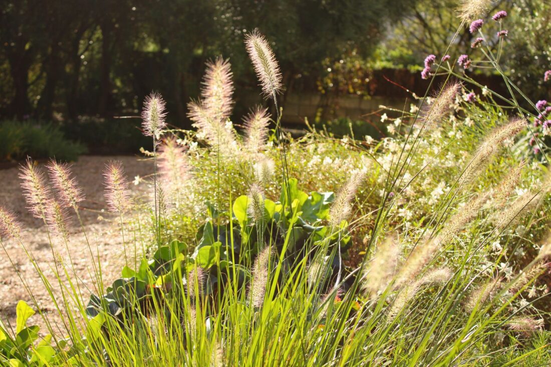 Crestatx — Garden Design Crestatx, Sa Pobla Mallorca, Image 9