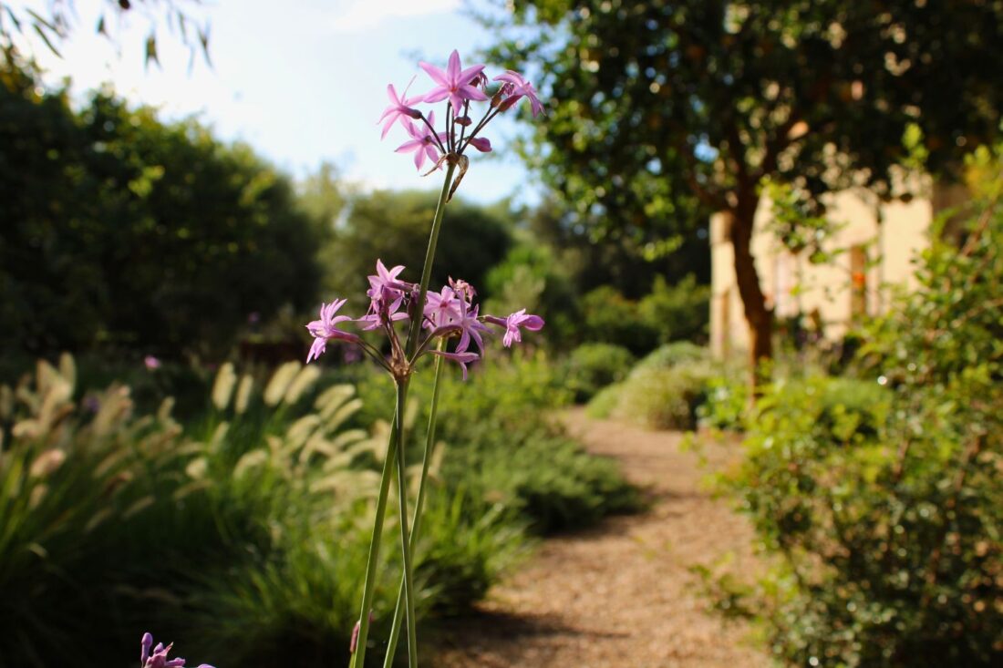 Crestatx — Garden Design Crestatx, Sa Pobla Mallorca, Image 11