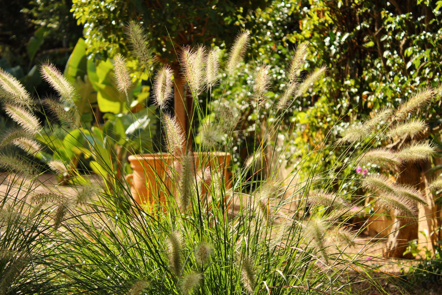 Crestatx — Garden Design Crestatx, Sa Pobla Mallorca, Image 22