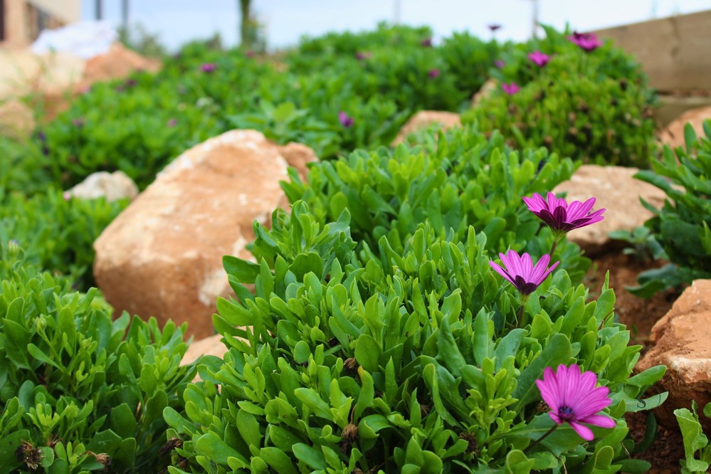 Finca Garden Campos detail 5