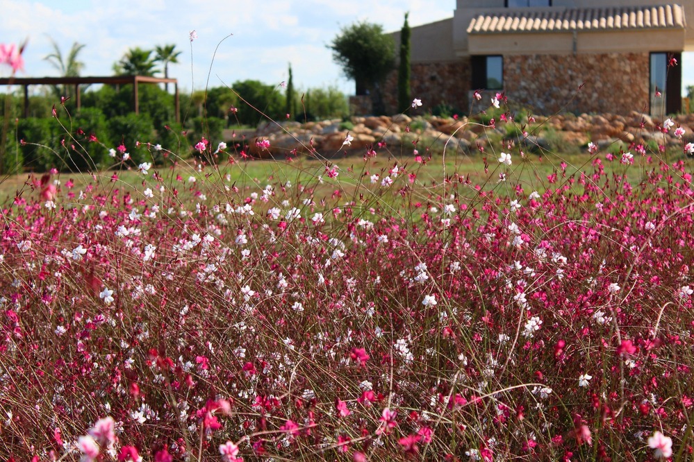 Finca Garden Campos detail 10