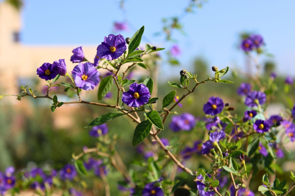 Finca Garden Campos detail 15