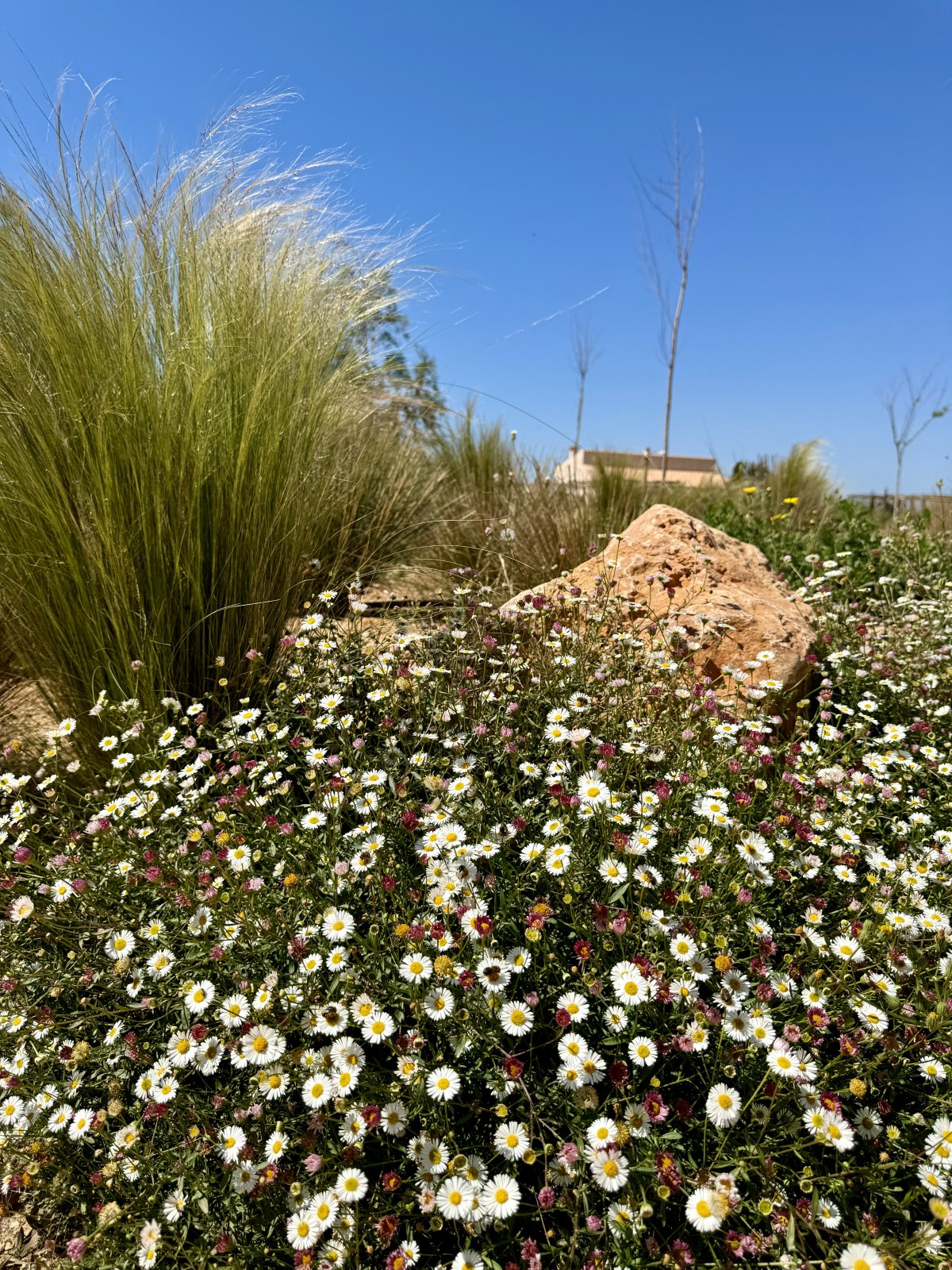 Finca Garden Campos — Garden Design Campos, Mallorca Mallorca, Image 22