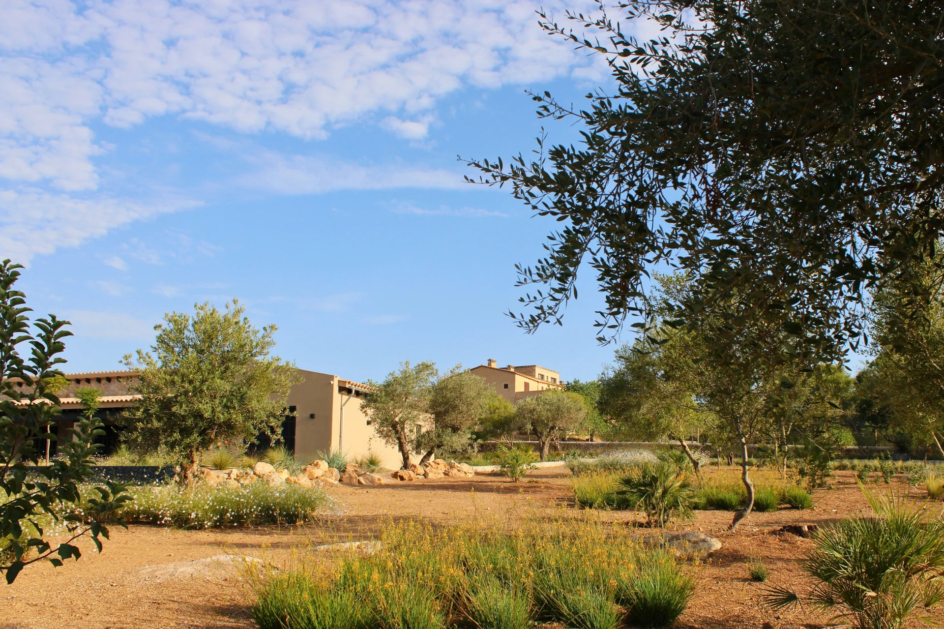 Vista sobre la piscina hacia el campo mallorquín, el jardín de Sant Llorenç cuatro meses después de la plantación
