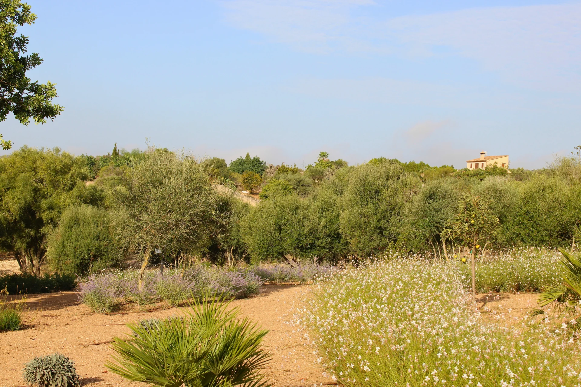 Olivos, lavanda y masas de gaura abiertos al campo mallorquín, cuatro meses después de la plantación
