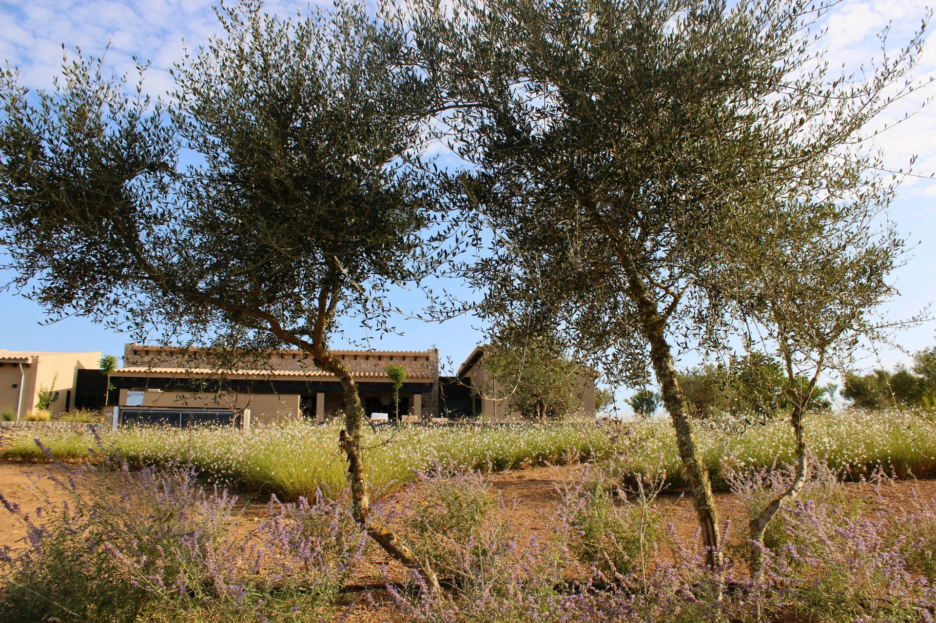 Casa de campo vista a través de una pradera de gaura en flor - S'Estepa Design