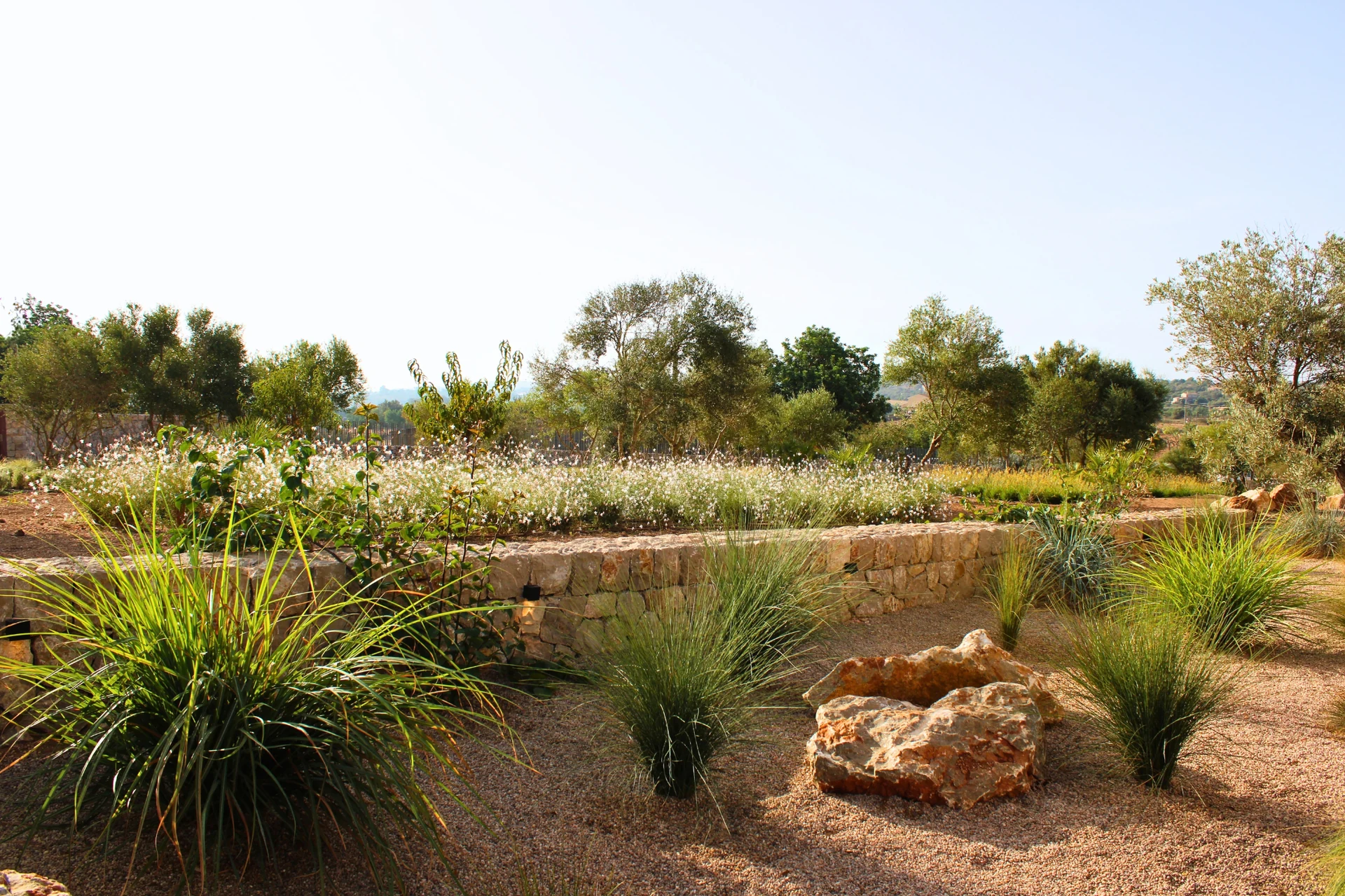 Terraza de la piscina rodeada de un jardín naturalista de gramíneas - S'Estepa Design