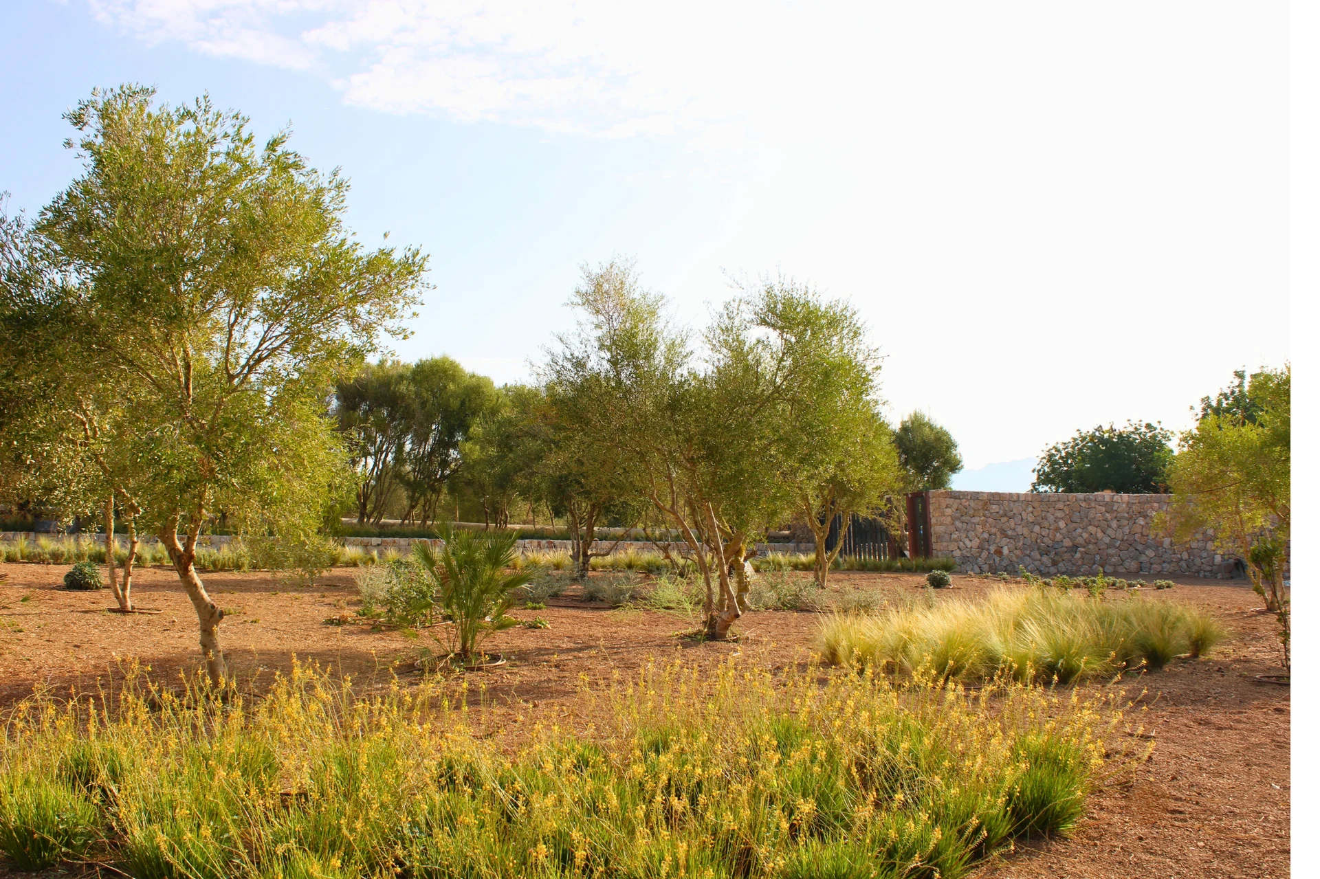 Vista sobre la piscina hacia el campo mallorquín - S'Estepa Design