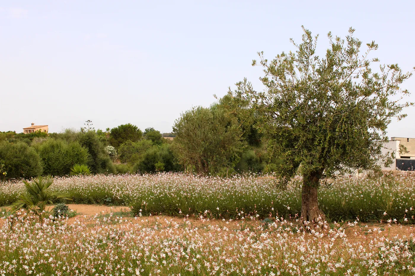 SANT LLORÉNC ESTATE GARDEN MALLORCA SESTEPA DESIGN