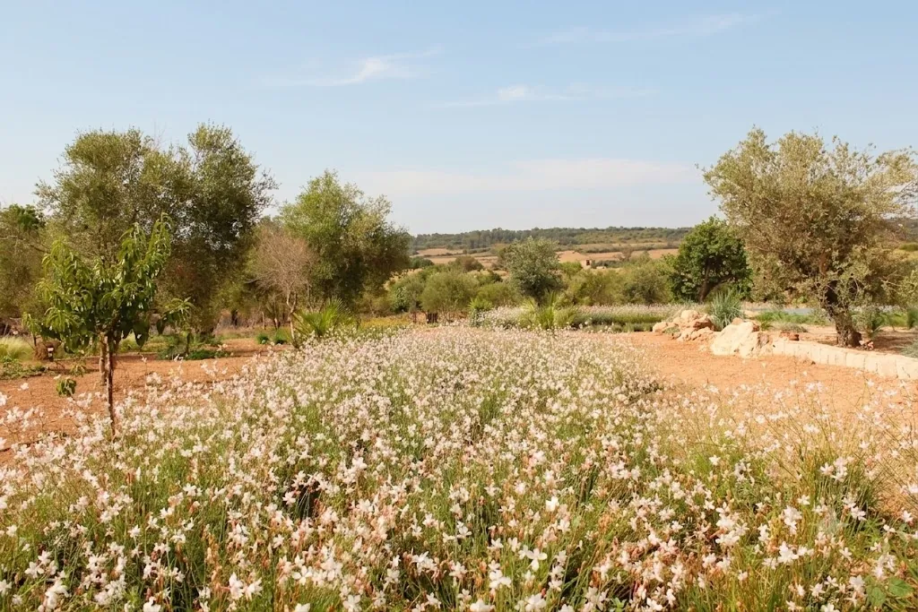 Agrupaciones de gramíneas Stipa tenuissima y olivos jóvenes en una finca privada de Mallorca