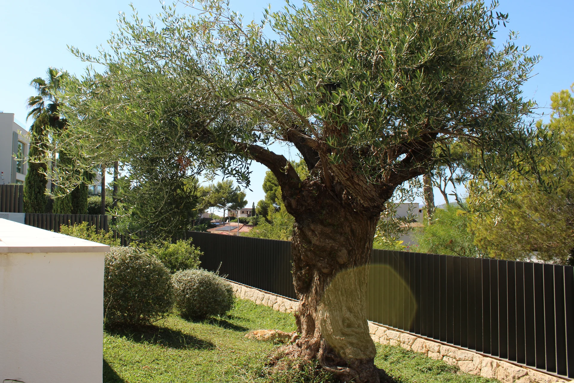 Olivo centenario monumental (Olea europaea) en pradera de césped con esferas topiarias y valla vertical - S'Estepa Design
