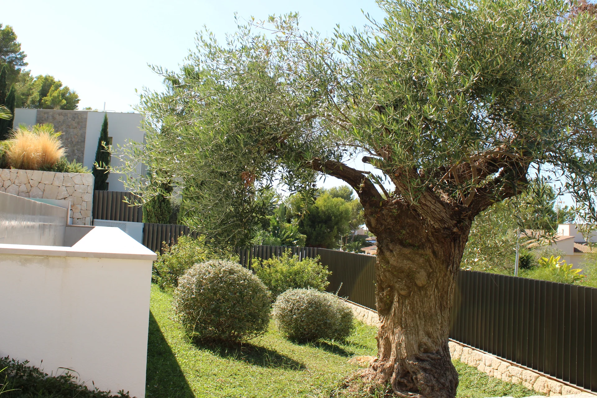 Perspectiva del jardín frontal con olivo escultórico, esferas verdes y muro blanco de la piscina - S'Estepa Design