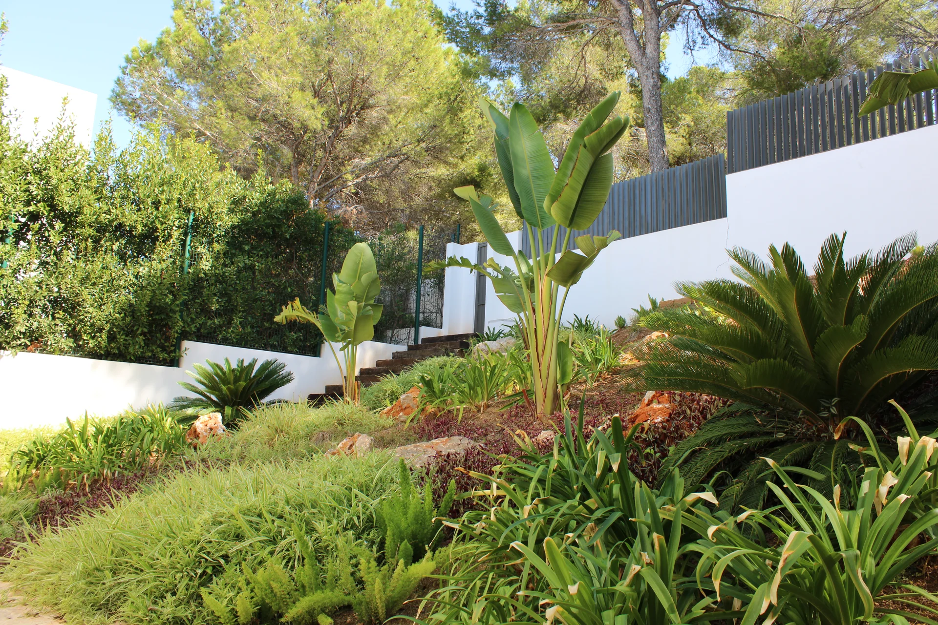 Jardín en ladera con rocallas de caliza, Cycas revoluta, Strelitzia nicolai y cubresuelos estabilizadores - S'Estepa Design