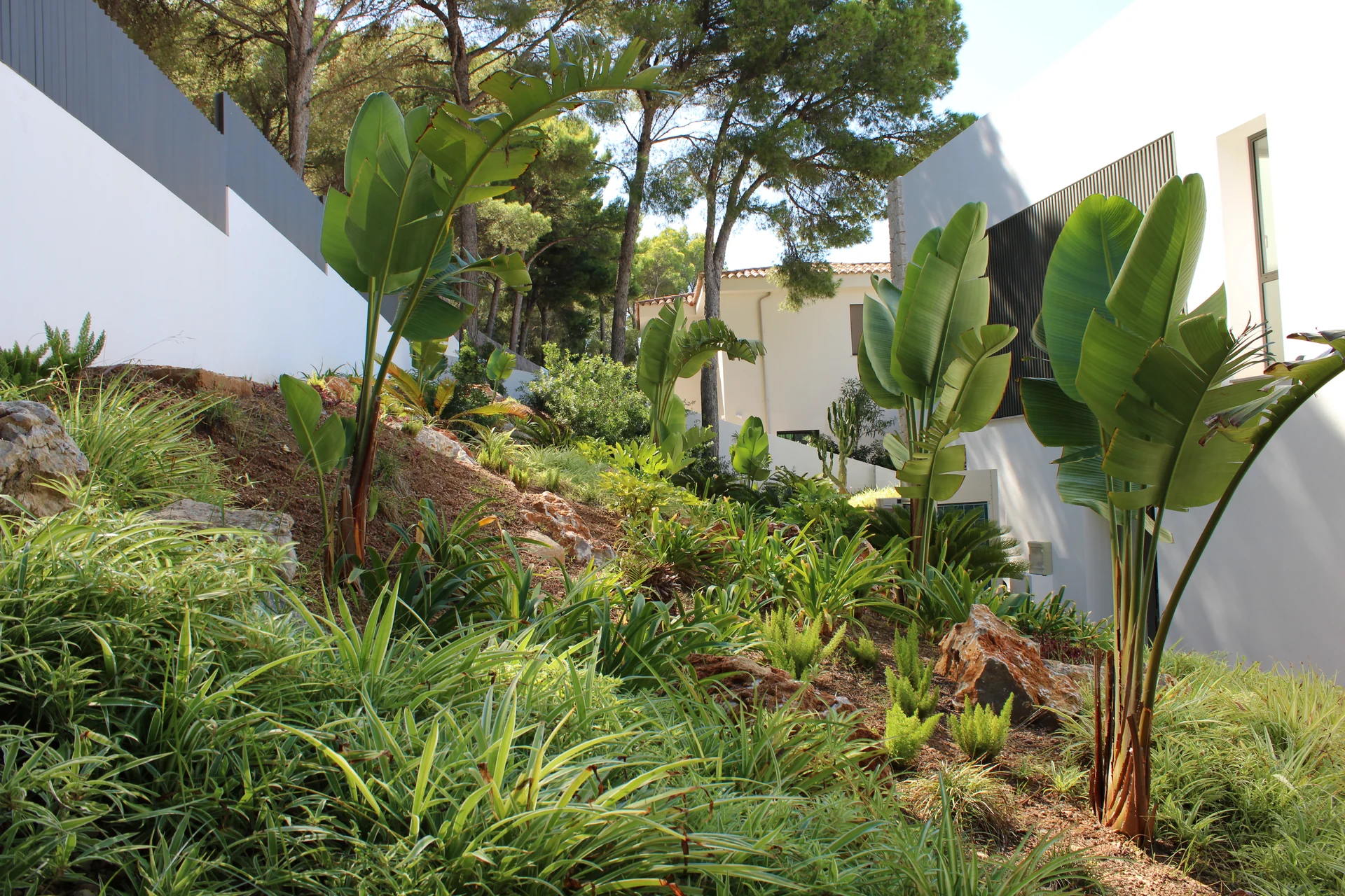 Composición vegetal en pendiente con Strelitzia, Agapanthus y bloques de piedra integrados en el terreno - S'Estepa Design