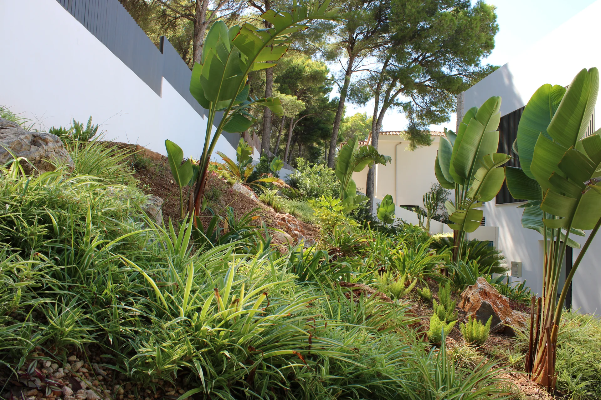 Densa alfombra vegetal de Chlorophytum y Asparagus densiflorus conteniendo la erosión en el talud rocoso - S'Estepa Design