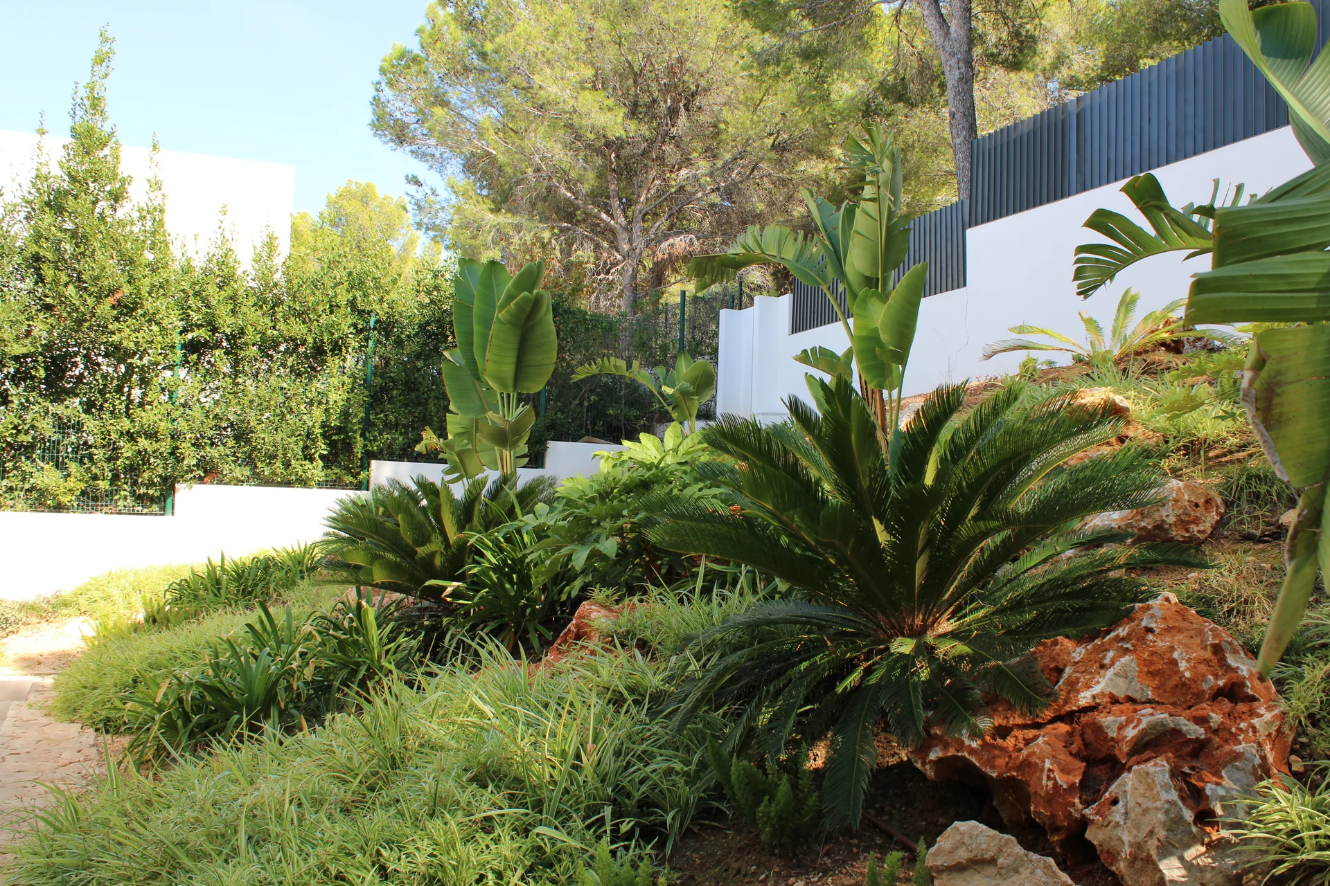 Bloques de caliza roja mallorquina estructurando el desnivel con Cycas y Agapanthus junto al sendero - S'Estepa Design