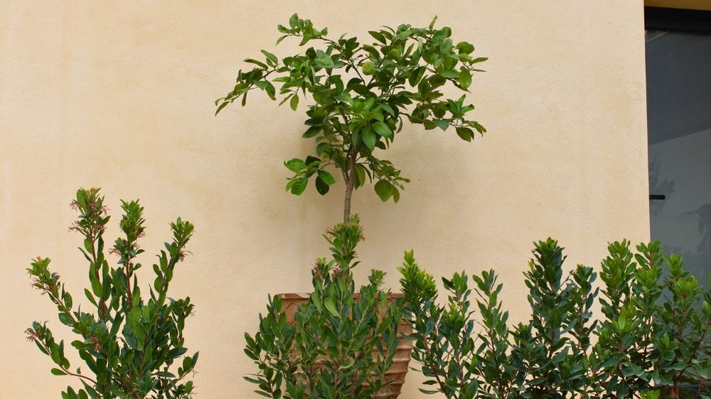Santa Eugènia detail 3